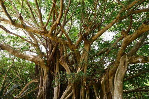 幸運☆ガジュマル ステンドグラス風 B5サイズ／開運／風水／縁起物  