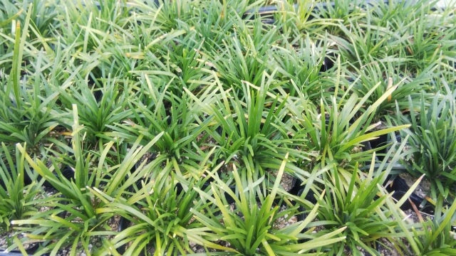 タマリュウの増やし方を徹底解説！失敗しないコツからケア方法まで