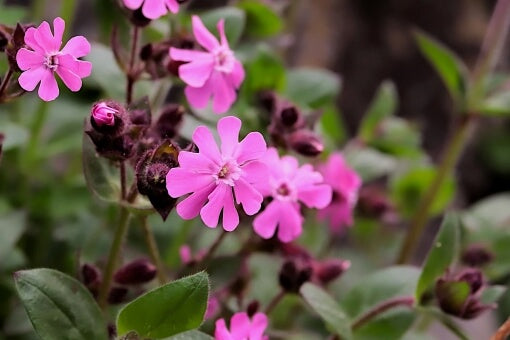 シレネの花言葉とは？花言葉の由来から贈られるシーンまで紹介！