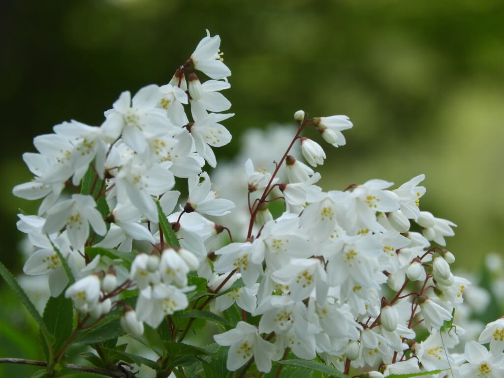 ヒメウツギの花言葉とは？花言葉の由来から贈られるシーンまで紹介！