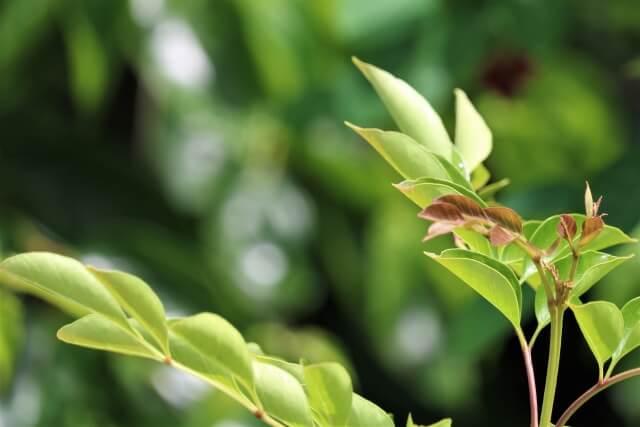 シマトネリコに虫が湧いた！症状から対処法、予防策まで徹底解説