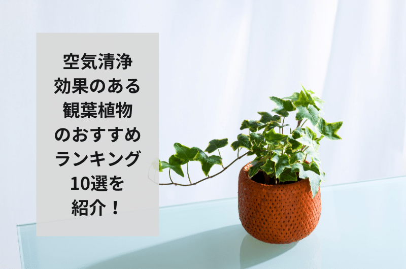 【2024年】空気清浄効果のある観葉植物のおすすめランキング10選！飾り方まで