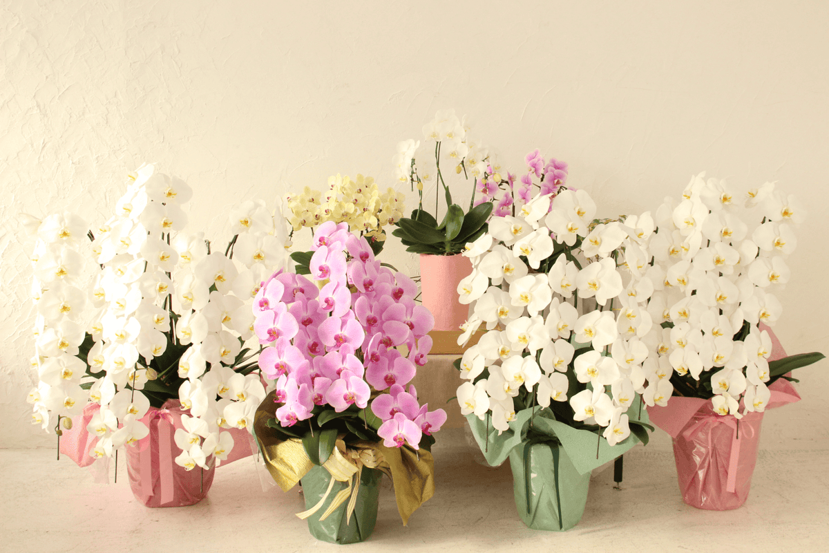 胡蝶蘭の手入れ方法