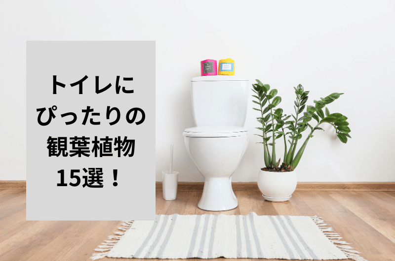 【運気爆上がり】トイレにぴったりな観葉植物15選！空気も綺麗に