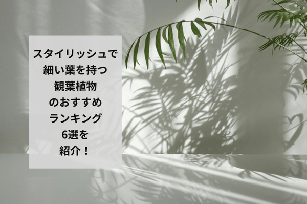 スタイリッシュな細い葉の観葉植物とは？飾り方や似合う鉢を徹底解説