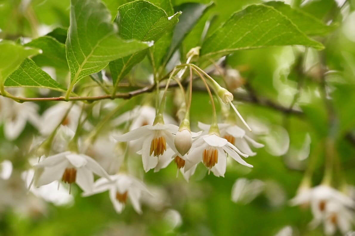 エゴノキの花言葉とは？花言葉の由来から贈られるシーンまで紹介！