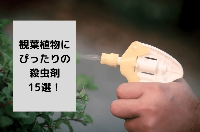 観葉植物にぴったりの殺虫剤15選！