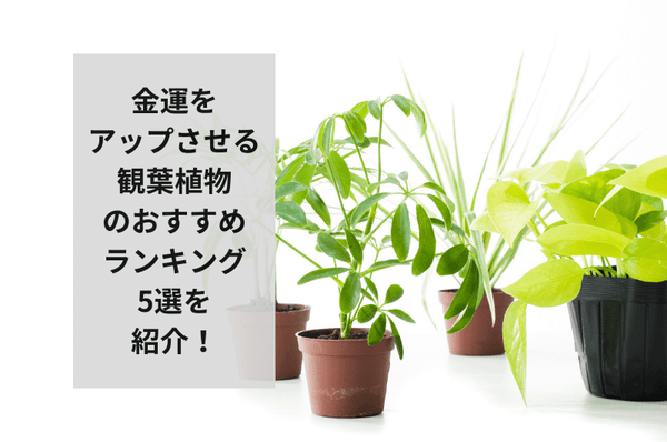 金運を最強にアップさせる観葉植物！置き場所や注意点まで徹底解説