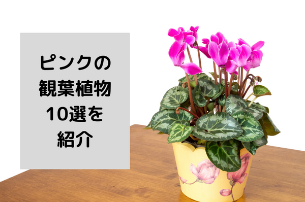 ピンクの観葉植物10選！お部屋を可愛く彩るおしゃれな飾り方を紹介