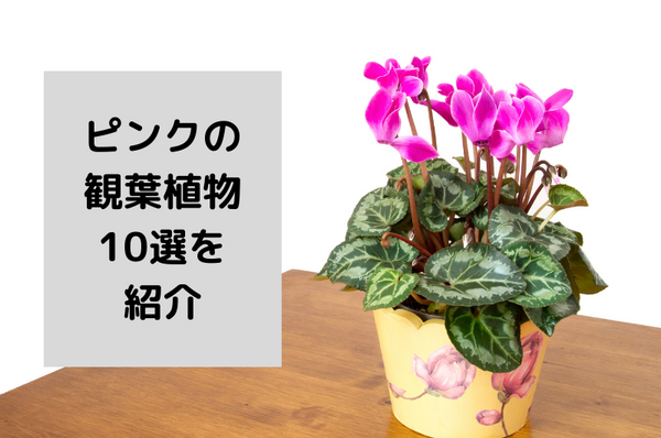 ピンクの観葉植物10選！お部屋を可愛く彩るおしゃれな飾り方を紹介 – 東京寿園