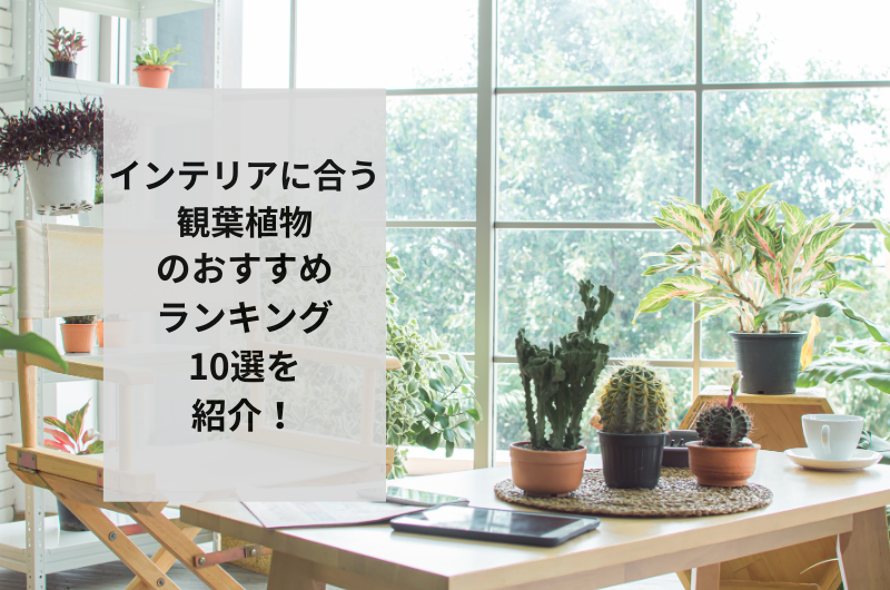 【2024年】インテリアに合う観葉植物おすすめランキング10選！飾り方まで