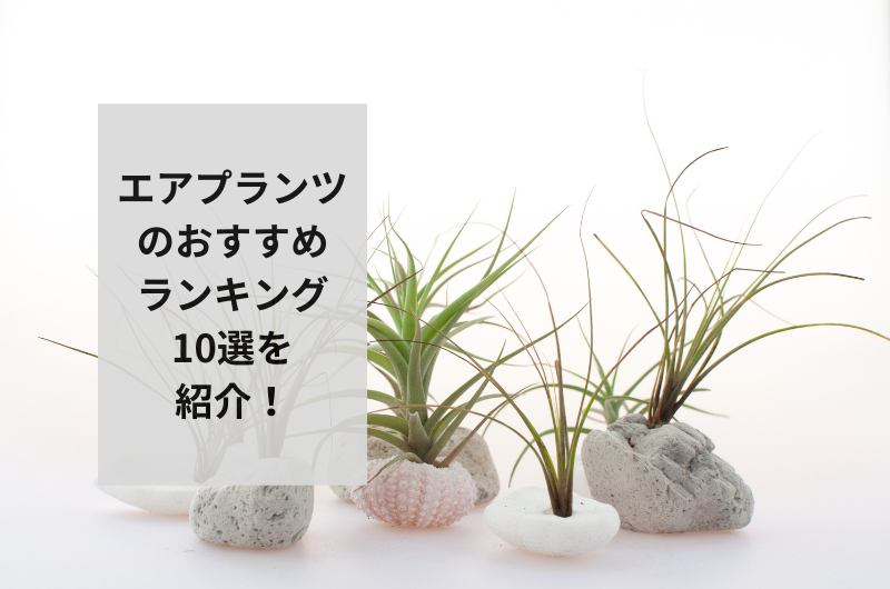 【2024年】エアプランツのおすすめランキング10選！飾り方まで紹介