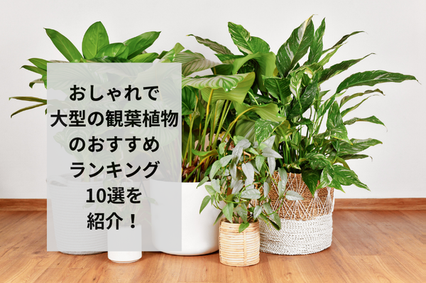 観葉植物を置いておしゃれにしよう！おしゃれで大型の観葉植物10選