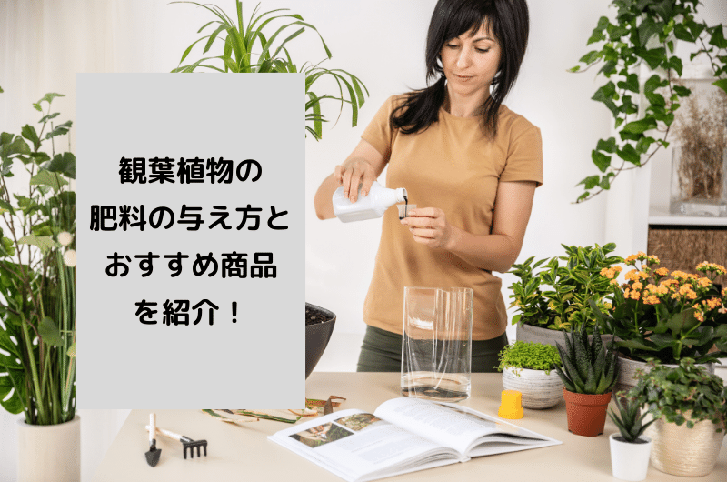 観葉植物の肥料に関して悩んでる方必見！肥料の与え方とおすすめ商品