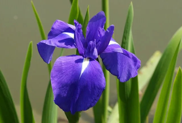 カキツバタの花言葉とは？由来や贈り物の体験談を徹底紹介！