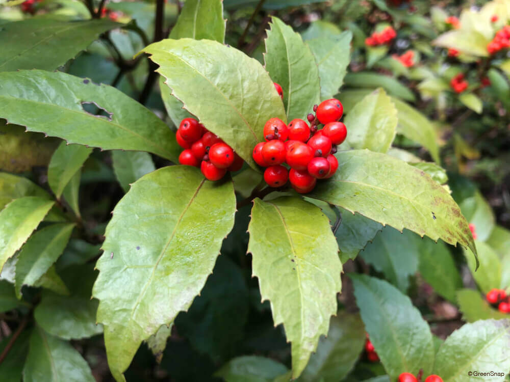 センリョウの花言葉とは？花言葉の由来から贈られるシーンまで紹介！