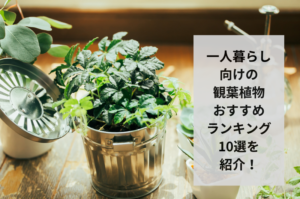 【2024年】一人暮らし向けの観葉植物おすすめランキング10選！選び方まで