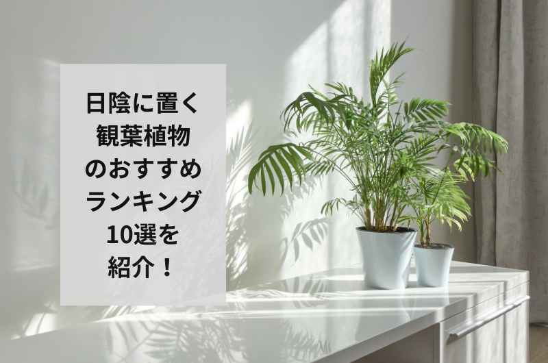 【2024年】日陰に置く観葉植物のおすすめランキング10選を紹介！最適な品種まで