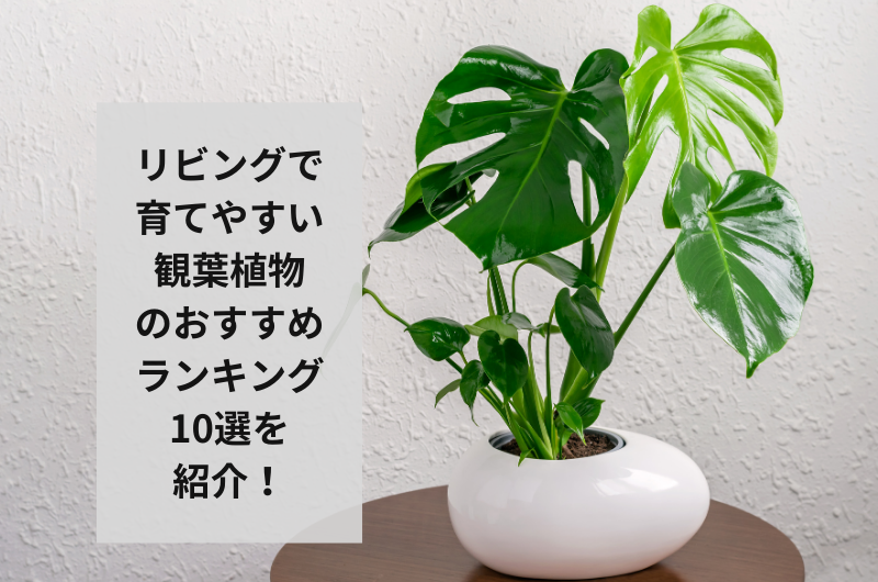 リビングで育てやすい観葉植物のおすすめ人気ランキング10選！