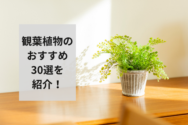 【2024年最新】種類別に徹底紹介！観葉植物おすすめ人気ランキング30選