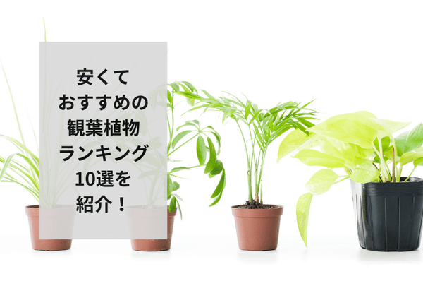 観葉植物を安く購入する方法はあるの？安くておすすめの観葉植物10選