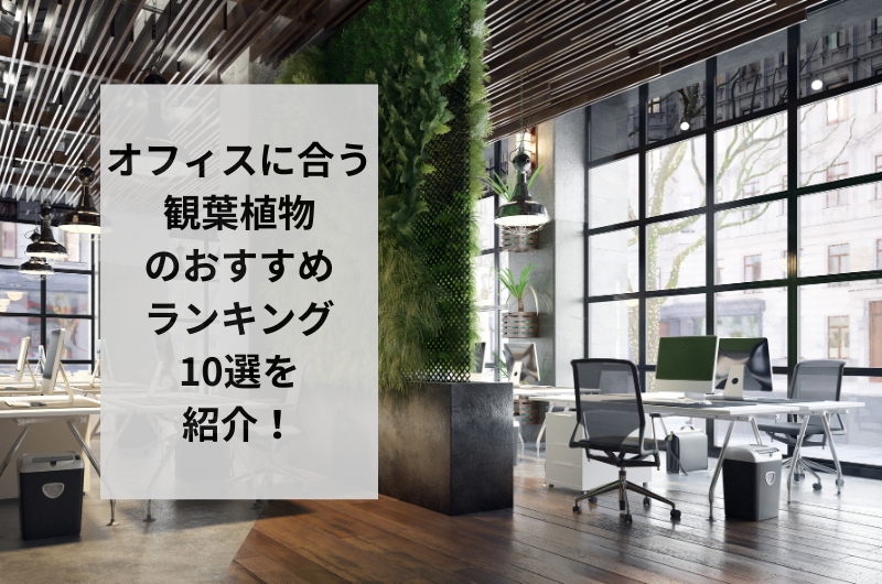 【2024年】オフィスに合う観葉植物おすすめランキング10選を紹介！飾り方まで