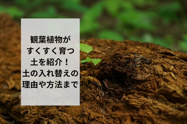 観葉植物がすくすく育つ土を紹介！土の入れ替えの理由や方法まで