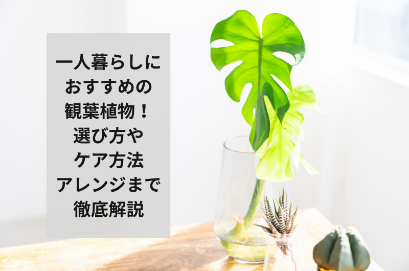 一人暮らしにおすすめの観葉植物！選び方やケア、アレンジまで徹底解説