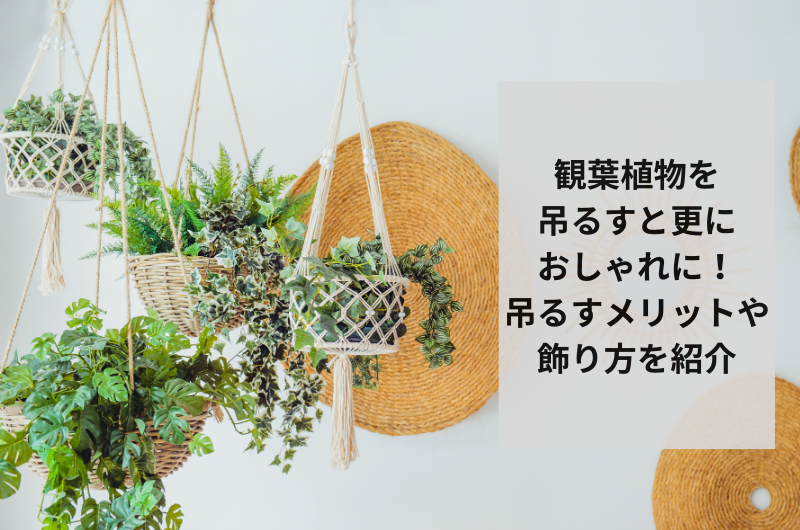 観葉植物を吊るすとさらにおしゃれに！吊るすメリットや飾り方を紹介