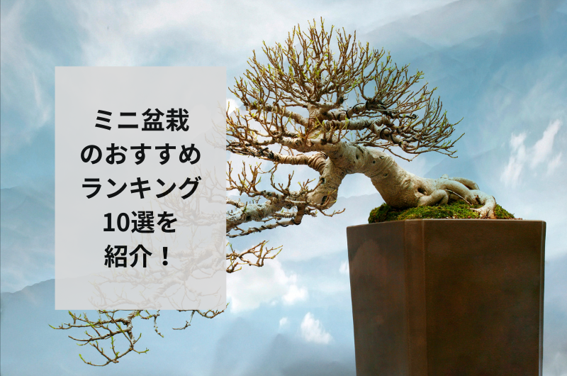 【2024年】ミニ盆栽のおすすめランキング10選！魅力や選び方まで 東京寿園