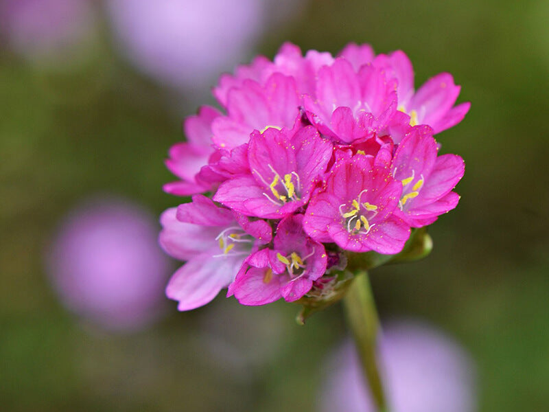 アルメリアの花言葉とは？花言葉の由来から贈られるシーンまで紹介！