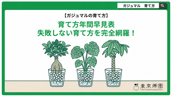 ガジュマルの育て方｜初心者でも室内で枯らさない水やりと置き場所