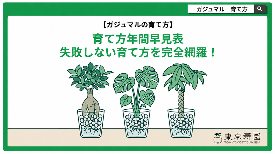 ガジュマルの育て方｜初心者でも室内で枯らさない水やりと置き場所