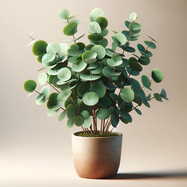 ユーカリ　グニーの新芽　80サイズ ユーカリ グニーの新芽 80サイズ ユーカリ苗木 ユーカリ苗