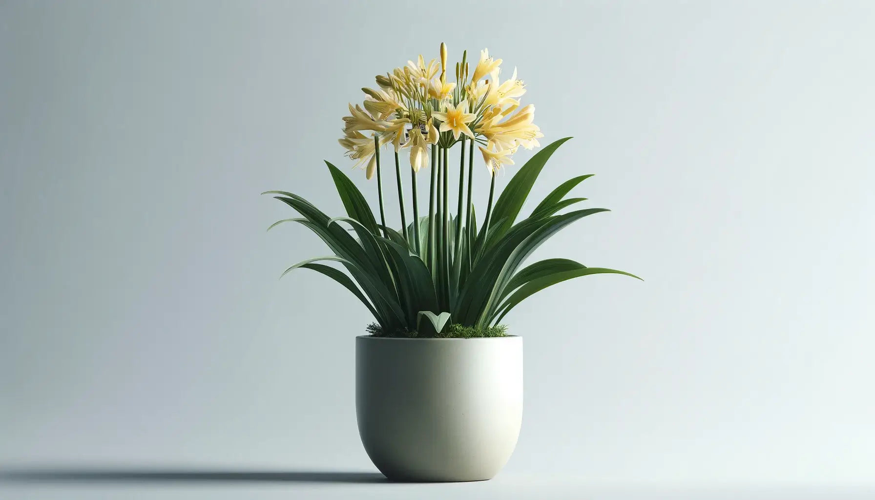 アガパンサスの育て方