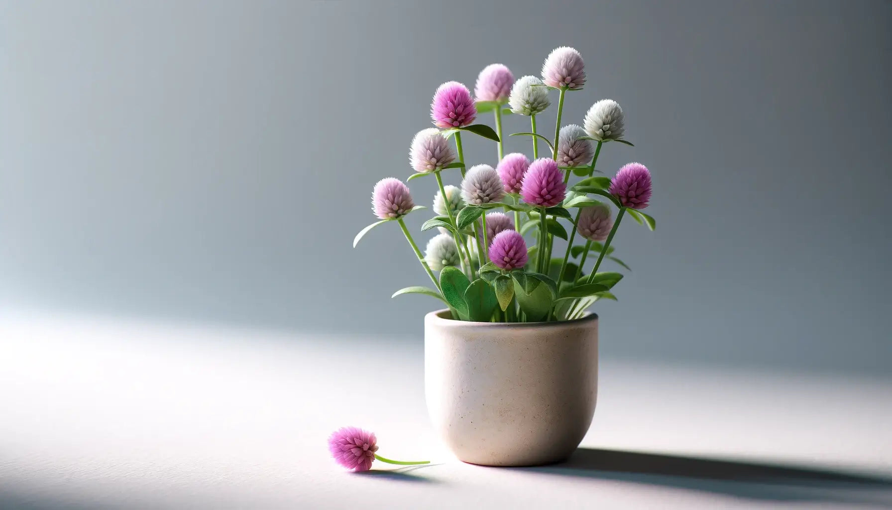 センニチコウの育て方