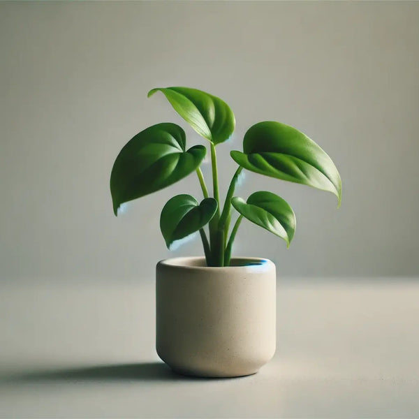 89 フィロデンドロン　エメラルドクィーン　斑入り　成長点多数　石化 89 フィロデンドロン エメラルドクィーン 斑入り 成長点多数