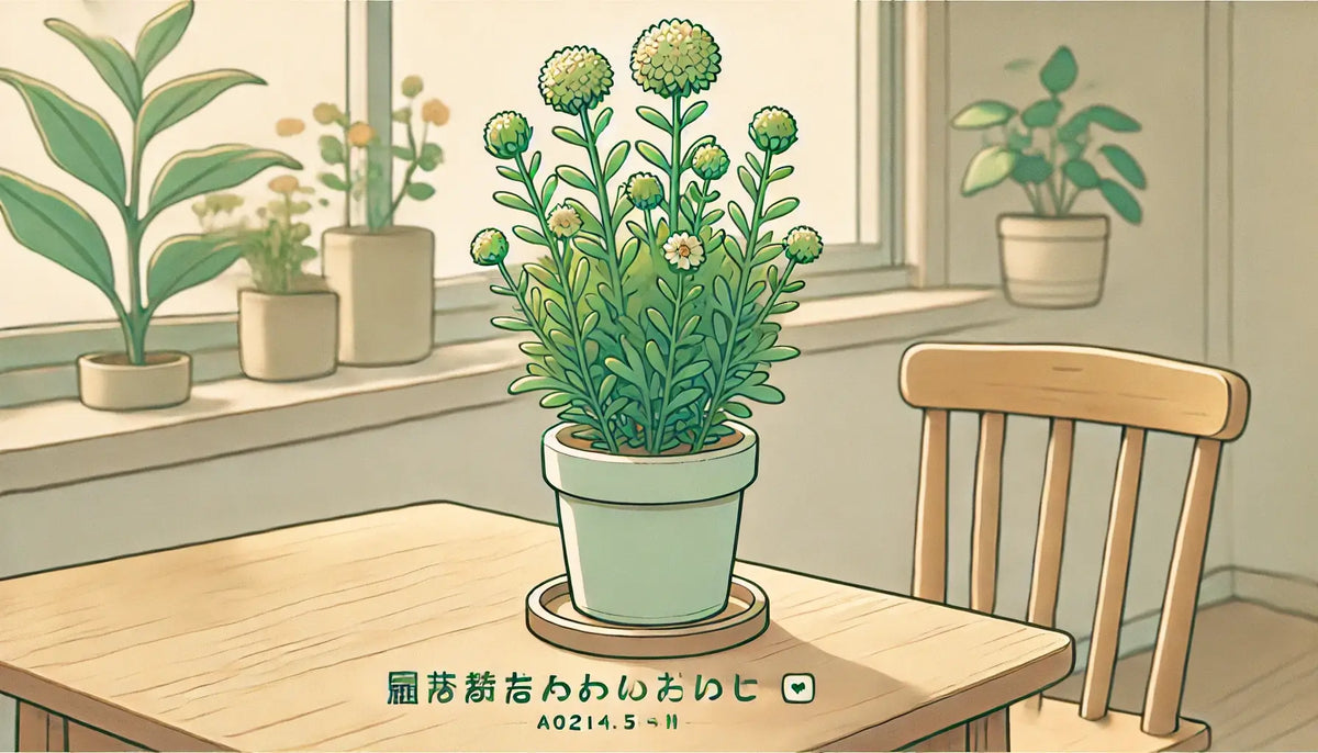ヘリクリサムの育て方を紹介！種まきのしかたから人気の品種まで解説