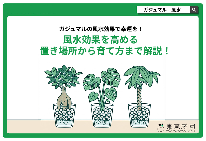 ガジュマル　風水