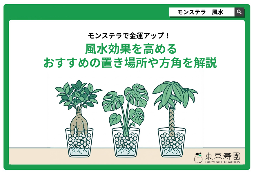 モンステラ　風水