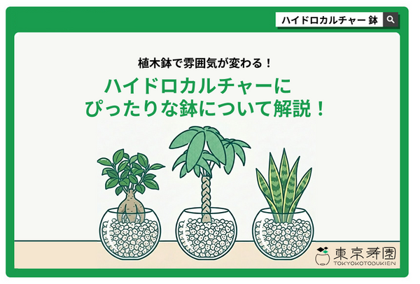 植木鉢で雰囲気が変わる！ハイドロカルチャーにぴったりな鉢について解説