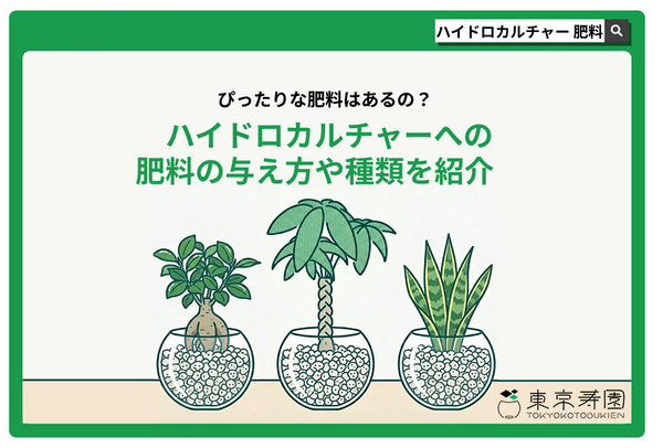 ハイドロカルチャーにぴったりな肥料はあるの？肥料の与え方や種類を紹介