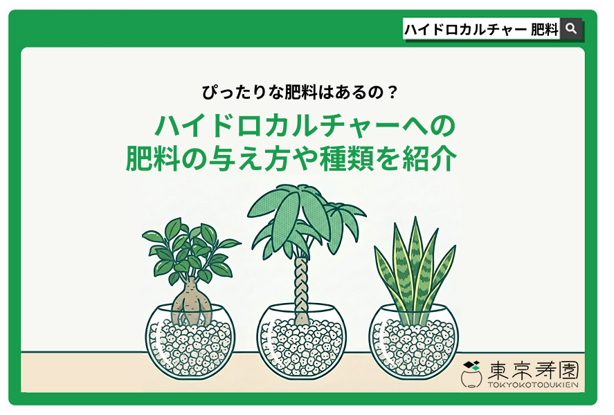 ハイドロカルチャー　肥料