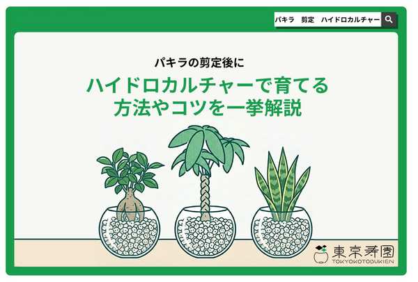 パキラの剪定後にハイドロカルチャーで育てる方法やコツを一挙解説