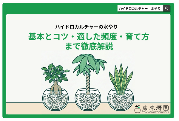 ハイドロカルチャーの水やりの基本とコツ｜適した頻度・育て方まで徹底解説