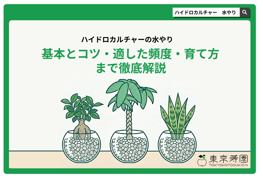 ハイドロカルチャー　水やり