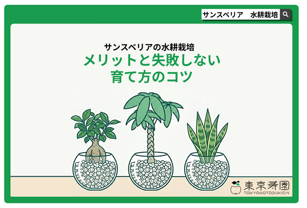 サンスベリアの水耕栽培｜メリットと失敗しない育て方のコツ