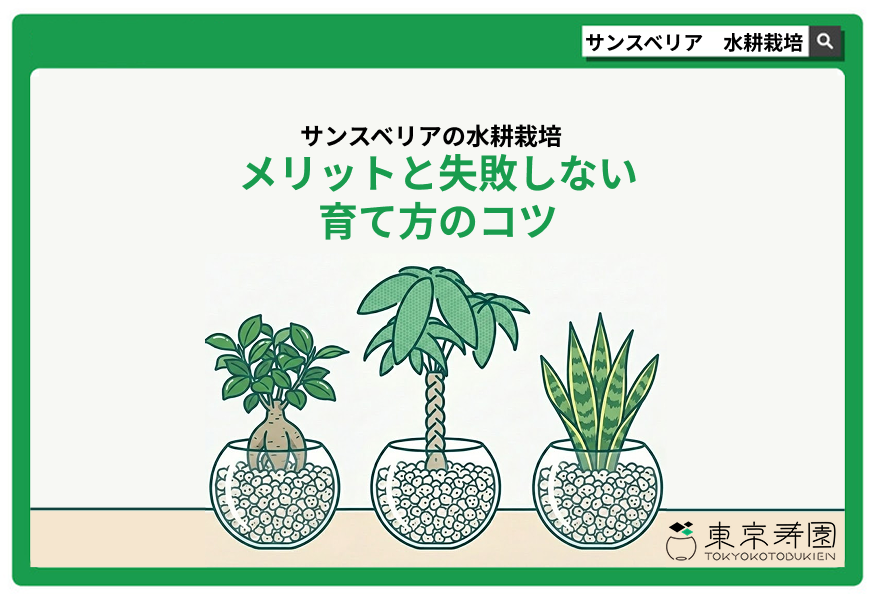 サンスベリア　水耕栽培