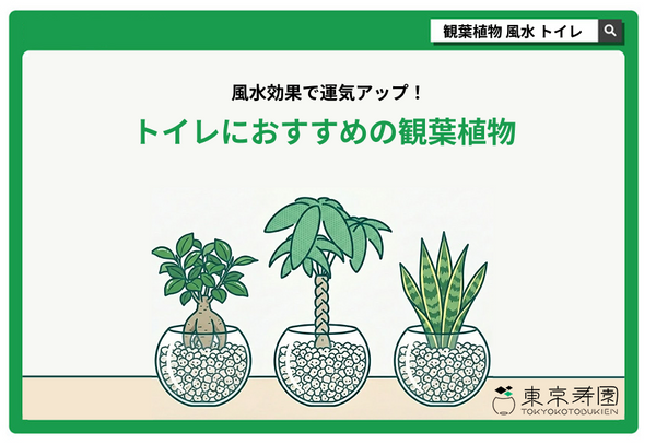 風水効果で運気アップ！トイレに置くのにおすすめの観葉植物
