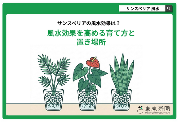 サンスベリアの風水効果は？風水効果を高める育て方と置き場所